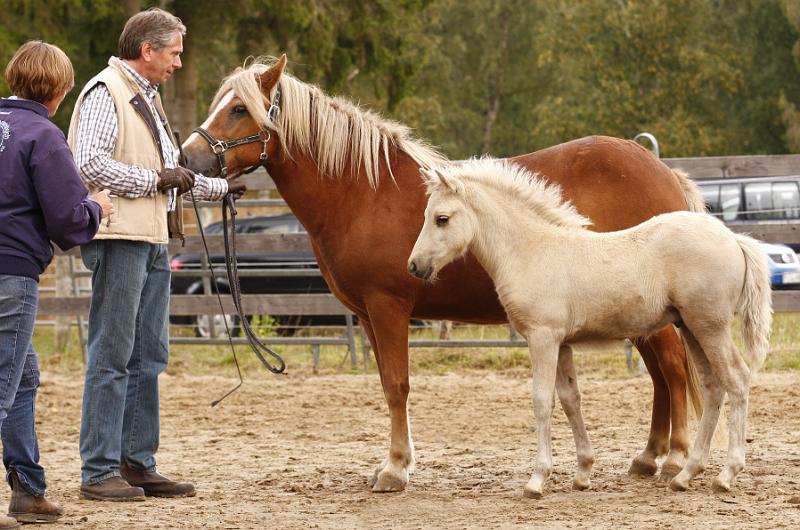 Myrdal von Heidmoor h.jpg